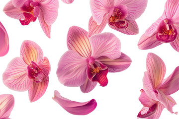 Naklejka na ściany i meble Isolated Pink and Purple Orchid Blossom on tranparent Background in Full Bloom, Closeup Shot with Beautiful Floral Details