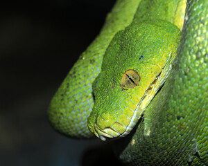 Snake amazon green snake and tree snake jungle reptile