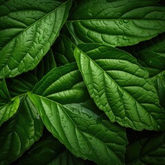 Fototapeta premium Intricate details of high-definition, photorealistic macro photography showcasing close-up green leaves, Ai Generated.