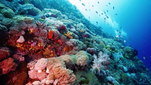 underwater hill, crystal clean ocean water in tropical reef with fishes, covered with endless soft coral groups, and beautiful tropical fish, day time in green island Taiwan Asia