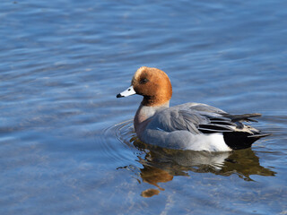 冬の賀茂川のヒドリガモ