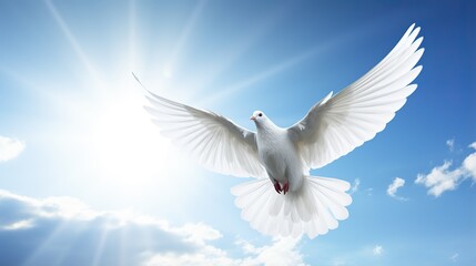 Obraz premium White dove flying .Dove in the air with wings wide open in the bright blue sky