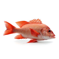 fresh fish on white background