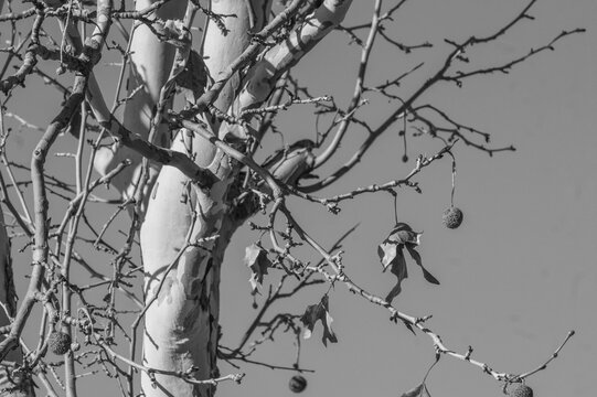 albero di acero in inverno
