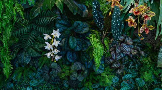 Full Frame of Green Leaves Pattern Background, Nature Lush Foliage Leaf Texture, tropical leaf	
