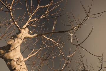 albero di fico in inverno