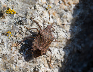 Detail of a brown Halyomorpha beetle on a gray stone.