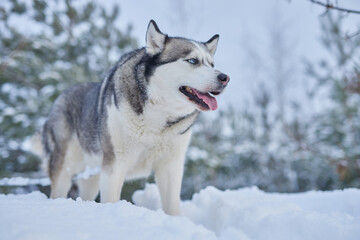 portrait of a beautiful Husky dog in the snow in winter, dog in the snow in winter