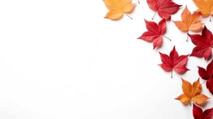Autumn leaves isolated on transparent background. PNG