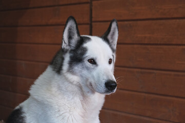 portrait of a dog. Husky dog portrait