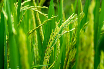 Fototapeta na wymiar Close up of yellow green rice field