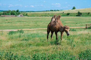 a camel grazes in a field