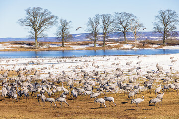 Flock of cranes at lake Hornborgasjön in Sweden at springtime