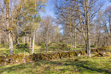 Deciduous forest with verdant trees and a stone wall a sunny spring day