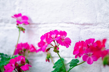 Red geranium flowers against a white wall, close-up.