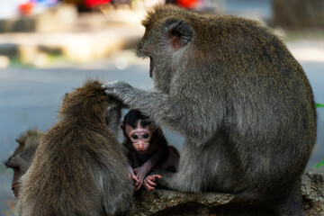 portrait of a little monkey