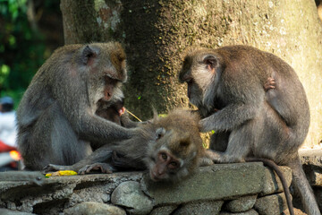 Monkey cleaning a friend by picking insect