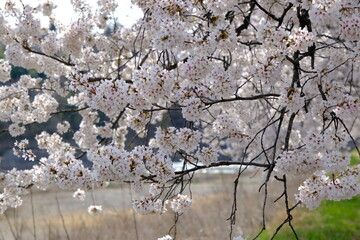 春爛漫、満開の桜