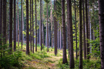 Chemin dans une forêt de sapins