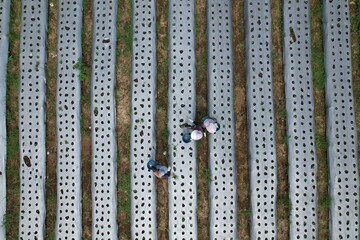 aerial view of agricultural land using the mulching method. farmer watering plants in mulch.