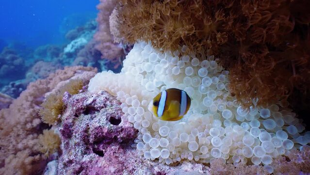 Underwater snow-white bleached anemone and clownfish symbiosis on tropical coral reef, with crystal ocean water, wide angle