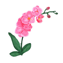 Watercolor orchid branch. Flowers on a white background for printing on textiles, cards and invitations.