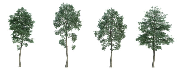 3d rendering tree isolated cut background
