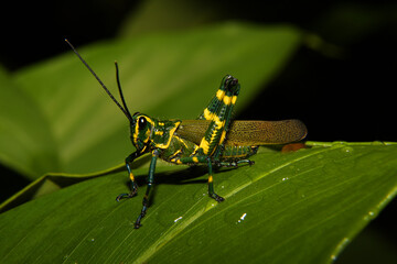 Brazilian-soldier-grasshopper (Chromacris speciosa) on a leaf