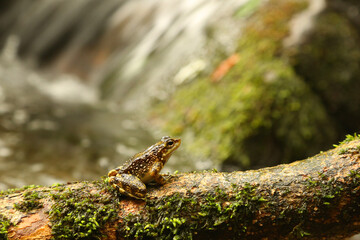 Small frog on rainforest river in Brazil