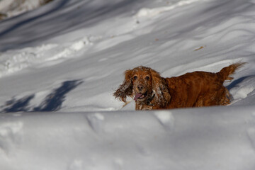 cocker spaniel in the snow