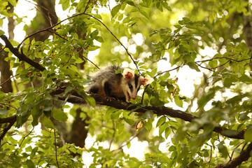 Angry opossum on a tree in Brazil