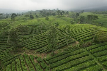 aerial view of Tea plantation. Camellia sinensis is a tea plant, a species of plant whose leaves and shoots are used to make tea.