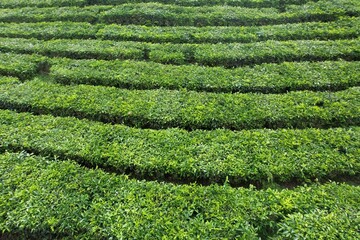 aerial view of Tea plantation. Camellia sinensis is a tea plant, a species of plant whose leaves and shoots are used to make tea.