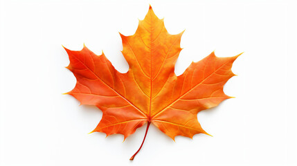 Naklejka na ściany i meble Autumn maple leaf
