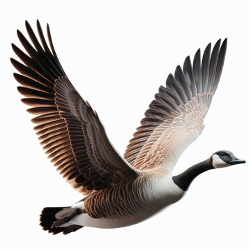 Branta canadensis, Canadian goose, Canada goose, geese, ganso canadiense, barnacla canadiense, Anatidae, isolated White background.