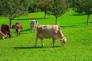 Cow on lawn. Cow grazing on green meadow. Holstein cow. Eco farming. Cows in a mountain field. Cows on a summer pasture. Idyllic landscape with herd of cow grazing on green field with fresh grass.