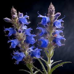 Bugloss Flower girl Realistic AI Generated pictures