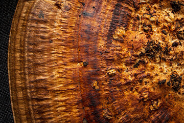 fungi texture on the black background