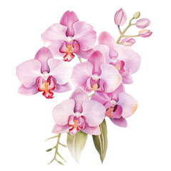 Fototapeta na wymiar Orchid watercolor isolated on transparent background