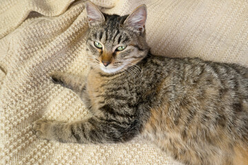 Close-up portrait of a domestic gray cat on a knitted sweater. Cozy autumn, winter photo of a cat.