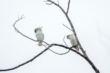 Sulphur-crested cockatoo or Cacatua galerita seen in Waigeo,West Papua,Indonesia