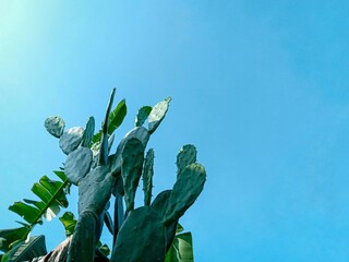 cactus tree, Opuntia cochenillifera. decorative plants. sprawled cactus. cactus under bright blue...