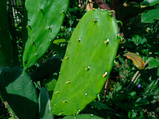 cactus in the garden. cactus tree, Opuntia cochenillifera. decorative plants. sprawled cactus....