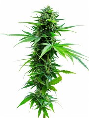 Lush cannabis plant on white background