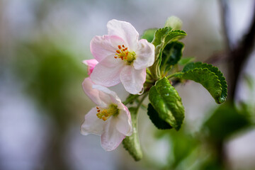 Pink and white apple blossoms and juicy green leaves, raindrops, close-up, against a blue sky background