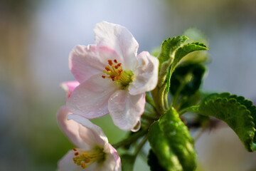 Pink and white apple blossoms and juicy green leaves, raindrops, close-up, against a blue sky background