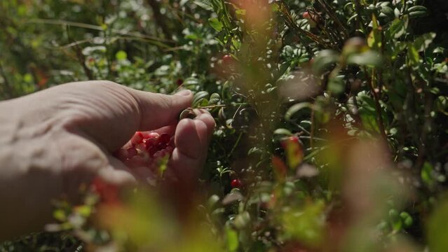 Male Caucasian Hands Pick Wild Cranberries from a Shrub on a Sunny Day