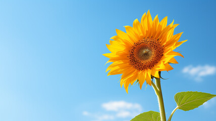 Sunflower on a blue sky background