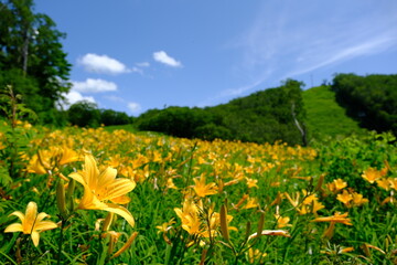 ニッコウキスゲの群生地