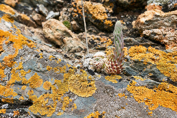 Succulent plant growing on the rock covered with lichen.